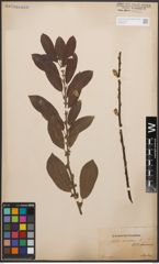 Foto von Salix cinerea L.